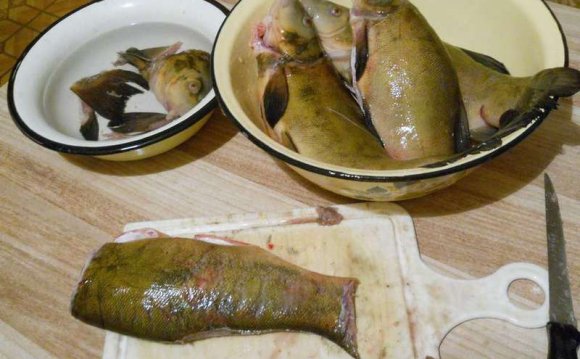 Линь - царская рыба