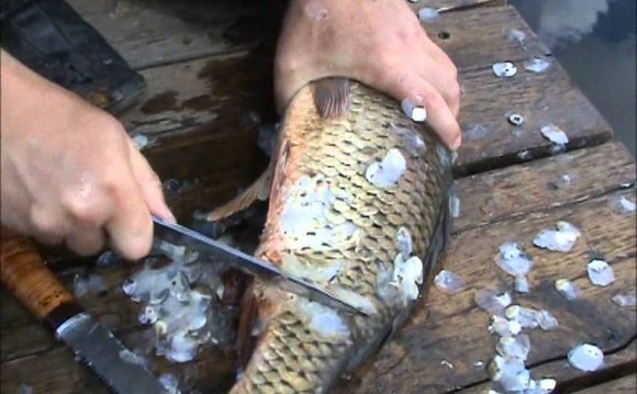 Нож для чистки рыбы от чешуи