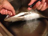 Как Очистить Морскую Рыбу